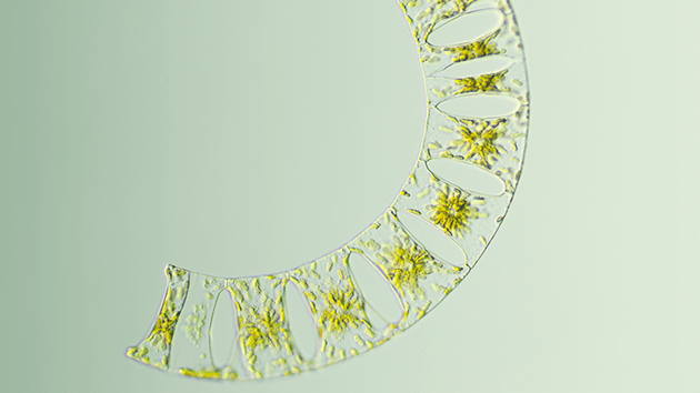 「珪藻土って何がすごいの？」の参考写真