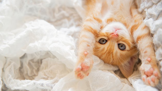 「ニオイの原因は？」のイメージ写真