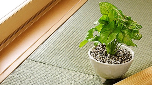 和室にグリーンをプラスする