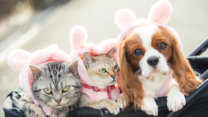 愛猫と愛犬たち