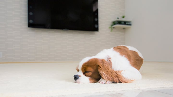 リビングで眠る愛犬